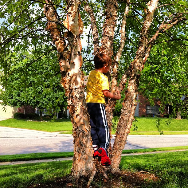 Max in Tree