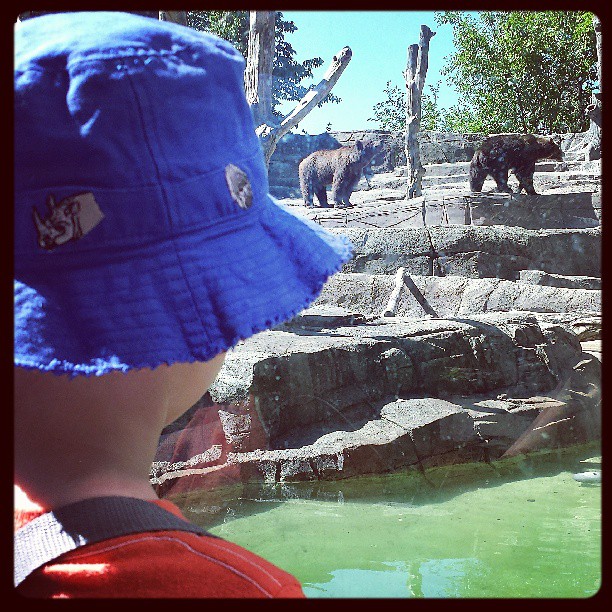 Bears @ the Indy Zoo
