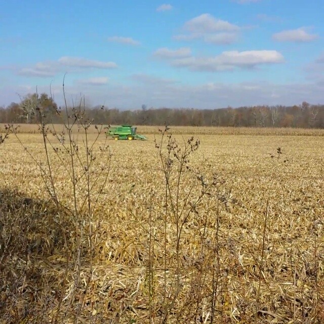 Harvest Time