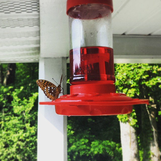 Max said this butterfly is beautiful. I agree.