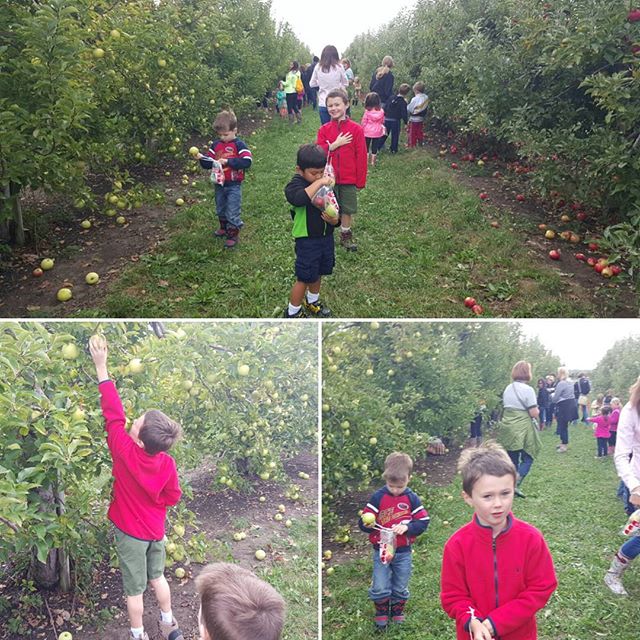 Apple pickin'