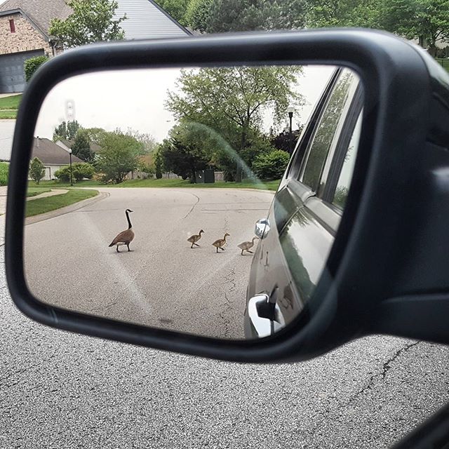 Goslings in mirror are closer than they appear.