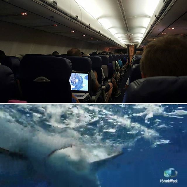 Watching Shark Week @ 40,000 ft is something special. #sharkweek