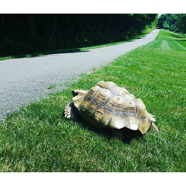 The long road ahead.. or A journey of a thousand miles, begins with a single step... or Slow and steady wins the race... or....