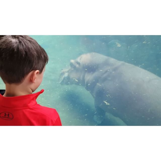 Hello Hippos!